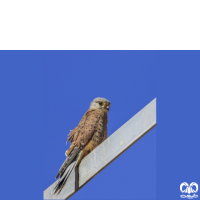 گونه دلیجه Common Kestrel